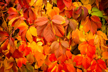 Naklejka na ściany i meble Autumn leaves red color on the wall in Garden or park. Geneva Switzerland