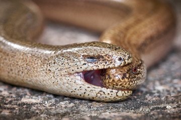 blindworms during their mating ritual - the male fixes the female by biting her neck and holding her tight
