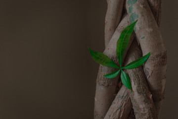 Leaf Sprouting Out of a Money Tree Trunk