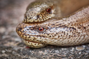blindworms during their mating ritual - the male fixes the female by biting her neck and holding her tight