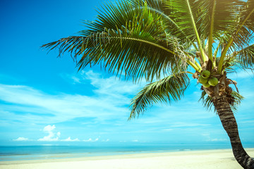 Fototapeta na wymiar Palm tree and tropical beach