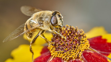 closeup of a bee during pollination sitting on a flower collecting pollen