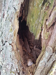 bark of a tree