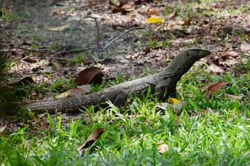 Monitor lizard on golf course in Singapore	
