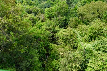 Fototapeta na wymiar View from suspension bridge, tree top walk in MacRitchie Reservoir Park, singapore