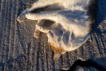 Sleeping cat in the sun