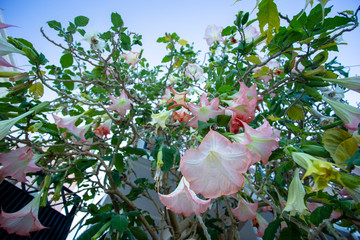 Datura flower, pink buds, green foliage