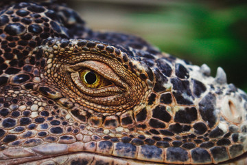 Fototapeta premium A Green Iguana's eye. Closeup