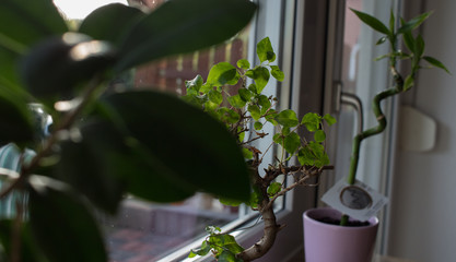 Zimmerpflanzen auf dem Fensterbrett