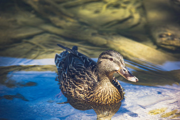 Fototapeta premium Wild ducks on Plitvice Lakes. Croatia. Summer 2019