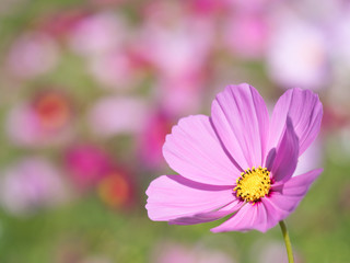 コスモスの花