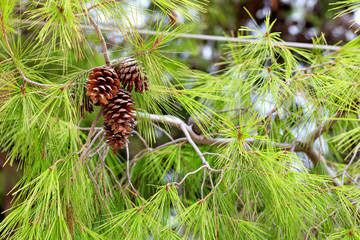 Opened fir cones on a lush branch of a Mediterranean pine, close-up.