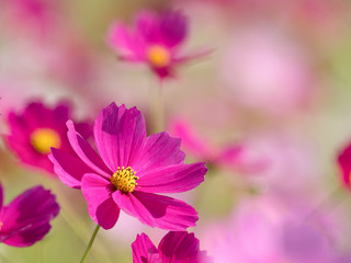 満開のコスモス畑