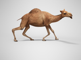 Camel on weak legs 3d rendering on gray background with shadow