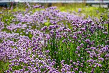 the pink blossoms of chives with green background