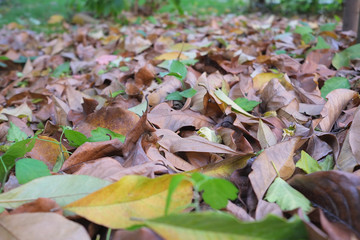 autumn in my garden, the leaves are different colors