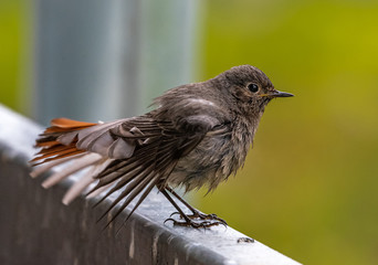 A redstart in front of green background