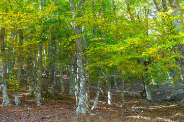 Fototapeta na wymiar Beech tree beginning to yellow at the beginning of autumn in the Hayedo de Montejo