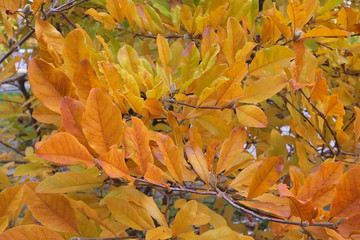 autumn in my garden, the leaves are different colors