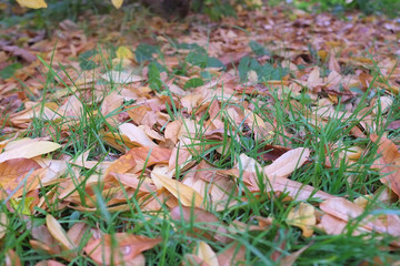 autumn in my garden, the leaves are different colors