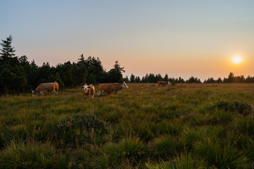 Kühe im Sonnenuntergang