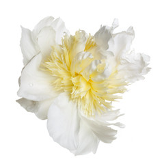 Obraz na płótnie Canvas White-yellow peony with a terry center peony isolated on a white background.