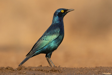 Isolated picture of a Cape starling in the sun