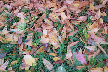 autumn in my garden, the leaves are different colors