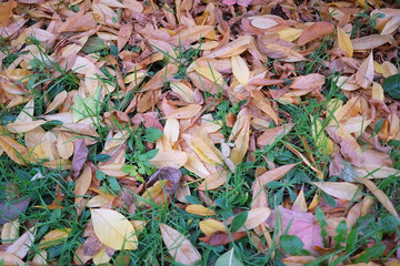 autumn in my garden, the leaves are different colors