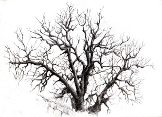 Tree branches in the winter, graphic work of a black pen
