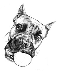 Boxer dog head with ball in teeth, illustration made by ballpoint pen