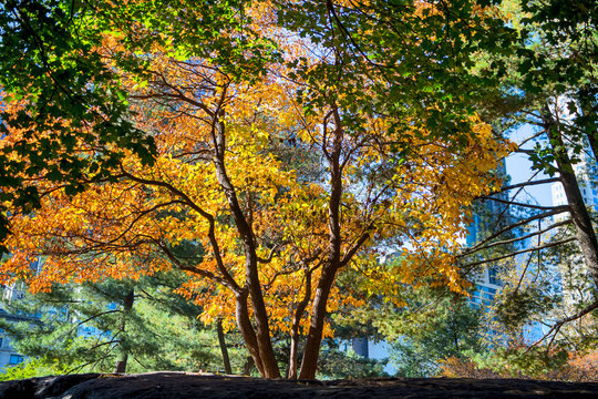 Foglie colorate sugli alberi in autunno a Central Park