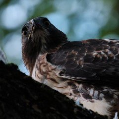 Red Tailed Hawk