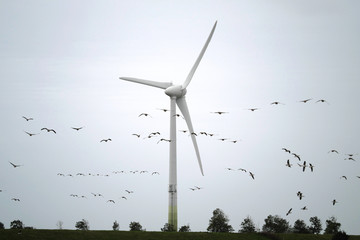 Vogelschwarm und Gänse in der Nähe von Windkraftanlage - Stockfoto