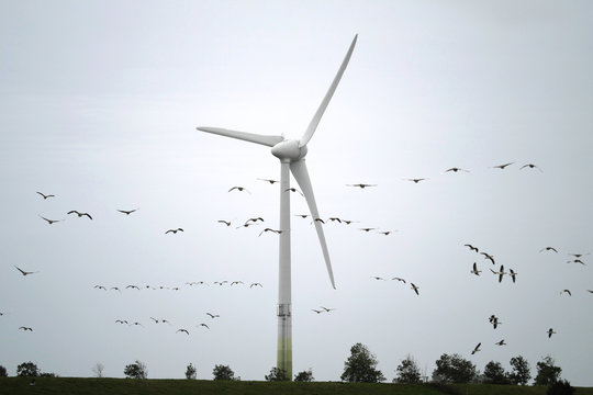 Vogelschwarm und Gänse in der Nähe von Windkraftanlage - Stockfoto