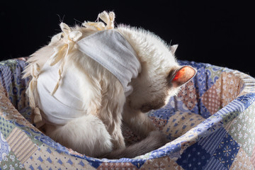 A cat in blanket licks after a sterilization operation.