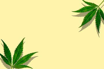 Flat lay composition with hemp lotion and space for text on light background