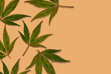 peach colored background with canapes leaves, light orange