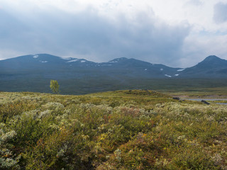 Beautiful wild Lapland nature landscape with green bushes, snow capped mountains and lonely birch tree. Northern Sweden summer at Kungsleden hiking trail.