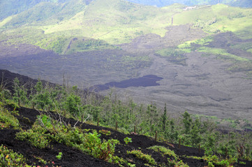 Lava field with green vegetation on active volcano Pacaya in Guatemala, Central America.