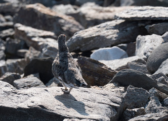 Close up male rock ptarmigan, Lagopus muta, standing on rock stones at Lapland mountain in summer. Selective focus