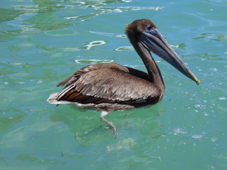 pelican robby