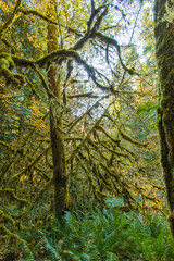 Fototapeta na wymiar Rain Forest Views in the Morning on the Marymere Trail Near Lake Crescent-Olympic National Park in October-3