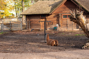 Llamas are on the farm. Countryside with llamas.