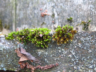 green moss grew on an old rotten piece of wood