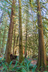 Rain Forest Views in the Morning on the Marymere Trail Near Lake Crescent-Olympic National Park in October-4