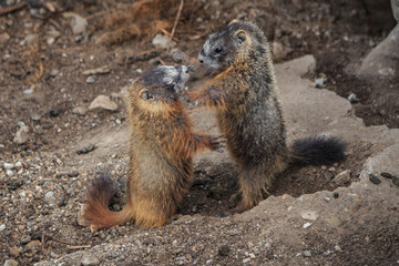 Naklejka na ściany i meble Marmots Fighting in Yellowstone National Park
