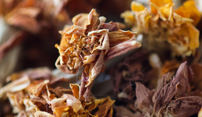 golden colors of autumn leaves