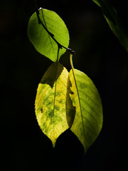 golden colors of autumn leaves