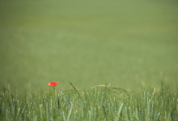 coquelicot seul au milieu d'un champ de blé